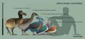 Comparison of the size of the Rodrigues Solitaire and other species of pigeon with a human (by Narwhaler).