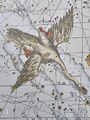 Cygnus in Fortin's Atlas Céleste, 3rd edition (1795).
