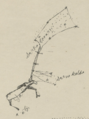 Sarvvis drawing of the Sami asterism (Turi 2011).: Norwegian National Library.