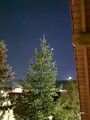 Saturn (uppest), Venus (next to the tree) and the Moon (at the horizon) at dusk in January 2025 (Susanne M Hoffmann).