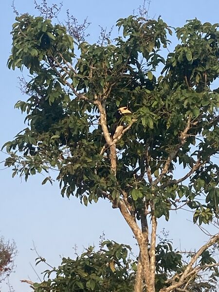 File:Hornbill Thailand 2023.jpg