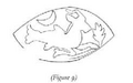 Virgo as Goat-Fish with Ear of Grain on Mesopotamian seal print, Wallenfels (1993).