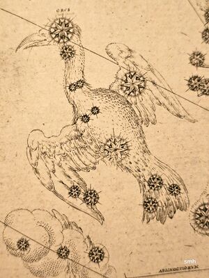 Grus Bayer1603.jpg