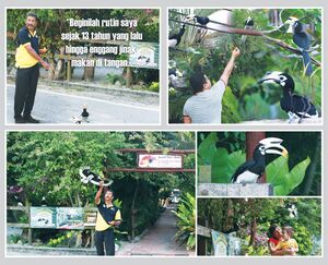 Hornbill fb.jpg